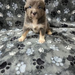 Almond Joy - Dilute blue female Australian Shepherd puppy in Abilene, Texas from S&K Aussies N' Rotties