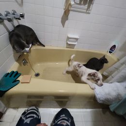 Border Collie Puppies from Cullins Collies