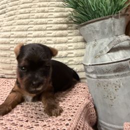 Yorkshire Terrier Puppies from Cuddles of Cuteness