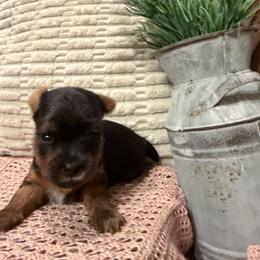 Yorkshire Terrier Puppies from Cuddles of Cuteness