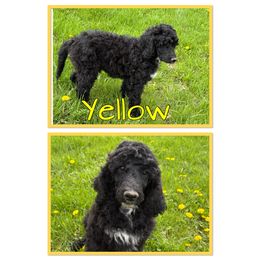 Yellow - Black female Poodle puppy in Mauston, Wisconsin from Quiverfull Acres