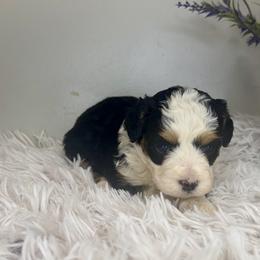 Girl 1 - Tri-color female Bernedoodle puppy in Russiaville, Indiana from Pleasant Creek Minibernedoodles