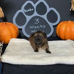 Chihuahua Puppies from Mystic Angels Chihuahuas