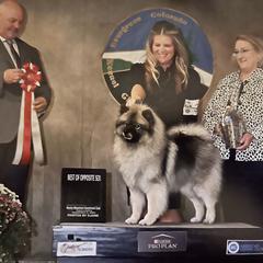 Harlow - Keeshond