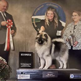 Harlow - Keeshond
