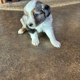 Miniature Australian Shepherd and Toy Australian Shepherd Puppies from T’s Mini and Toy Aussies