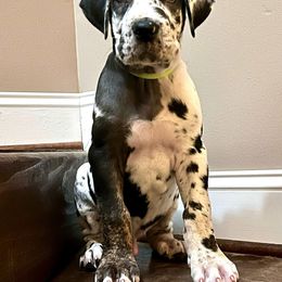 Great Dane Puppies from Sovereignty Woods Great Danes