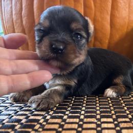 Boots - Black and tan female Yorkshire Terrier puppy in Lafayette, Georgia from Berggipfel Yorkies