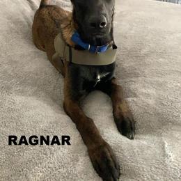 Belgian Malinois Puppies from Cascade Kennels