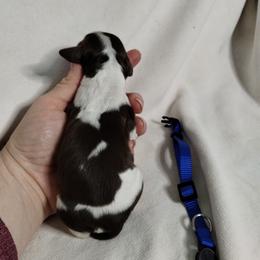 Girl 6 - Liver white and tan female English Springer Spaniel puppy in Redding, California from Springer's Journey Spaniels California