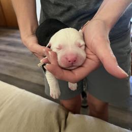 Boy 5 - male Old English Sheepdog puppy in Tulsa, Oklahoma from Yadah Sheepdogs