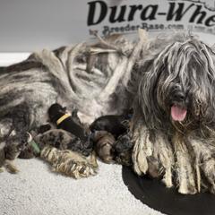 Bergamasco Sheepdog Puppies from Alp Angel Bergamascos