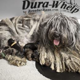 Bergamasco Sheepdog Puppies from Alp Angel Bergamascos