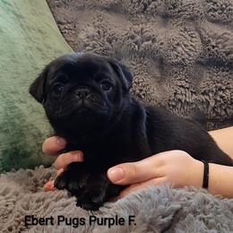 Black female 4 - Black female Pug puppy in Saint Helens, Oregon from Ebert Golden Retrievers & Pugs