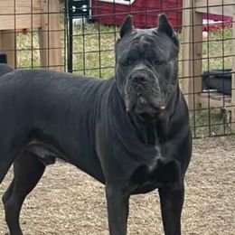 Kodak - Cane Corso