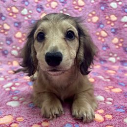 Green Collar Girl - Cream female Dachshund puppy in Stillwater, Oklahoma from Extreme Cream Doxie Ranch