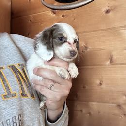 Apollo - Piebald male Dachshund puppy in Cheyenne, Wyoming from Great Basin Hounds