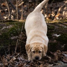 Labrador Retriever Puppies from Meritrust Labradors