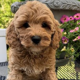 Colorado - Apricot male Australian Labradoodle puppy in Washington, North Carolina from Pamlico Labradoodles