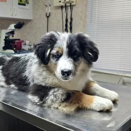 Totem - Blue merle male Miniature Australian Shepherd puppy in Patterson, North Carolina from DreamLine Aussies