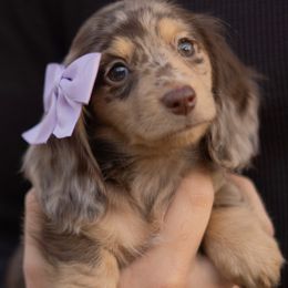 Lylah - Dapple female Dachshund puppy in Memphis, Tennessee from Lone River Dachshunds