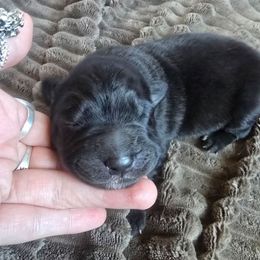 Starlight - Black female Keeshond puppy in Logan, Ohio from Hocking Hills Keeshonds