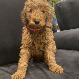 Poodle Puppies from Shamrock’s Poodles