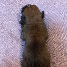 Leeann Rimes - Fawn female Boxer puppy in Willard, North Carolina from Boone’s Boxers of North Carolina