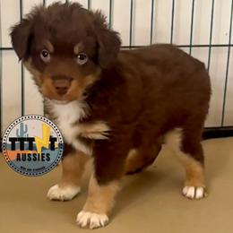 Tuck - Red tri male Miniature Australian Shepherd puppy in Tucson, Arizona from TTTNT Aussies