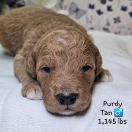 Tan - Apricot male Goldendoodle puppy in Rockledge, Florida from Stormie's Doodles