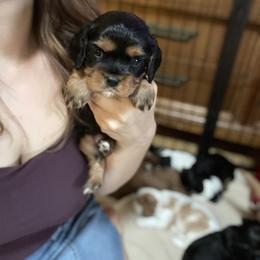 Romeo white - Black and tan male Cavalier King Charles Spaniel puppy in Phoenix, Arizona from Larisa's Cavaliers