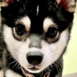 Koda - Pomsky
