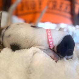 Pink - White and liver female German Shorthaired Pointer puppy in Ozark, Alabama from Judy Creek GSP's