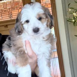 Kenai - Merle female Sheepadoodle puppy in Roseburg, Oregon from Sharon’s Sheepadoodle’s
