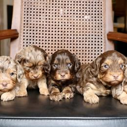 Bernedoodle and Cavapoo Puppies from Lawler’s Legacy Litters