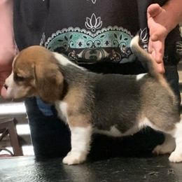 Beagle and German Shepherd Puppies from Synastry Beagles