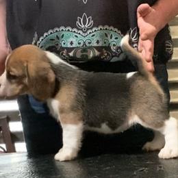 Beagle and German Shepherd Puppies from Synastry Beagles
