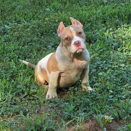 Girl 1 - Lilac female American Bully puppy in Baltimore, Maryland from Weight In Gold Kennels