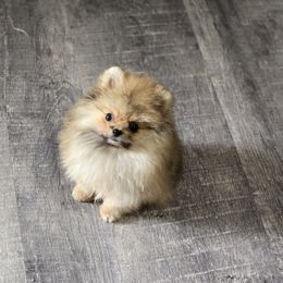 Pomeranian Puppies from POMS OF CBBK