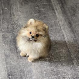 Pomeranian Puppies from POMS OF CBBK