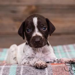 German Shorthaired Pointer Puppies from Hardwood Kennels