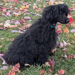Harley Diva - Chinese Crested puppy from Family  Kennel Dao Dog