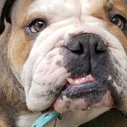 Maddie  - Bulldog