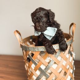Ray - Chocolate Goldendoodle puppy in Soddy Daisy, Tennessee from The W Doods