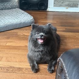 Cleo - Pomeranian