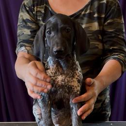 Boy 8 - Black and white male German Shorthaired Pointer puppy in Aitkin, Minnesota from Whispering’s GunDogs