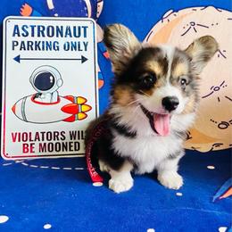 Apollo - Black and white male American Corgi puppy in Cocoa, Florida from Cascadian Space Coast Corgis LLC