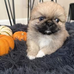 Wynona Love - Fawn sable female Pekingese puppy in Grass Valley, California from Northridge Pekingese