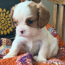 Lulu - Blenheim female Cavalier King Charles Spaniel puppy in Kidder, South Dakota from Continental Cavaliers