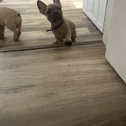 French Bulldog Puppies from DDV French Bulldogs
